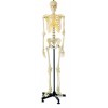 HUMAN SKELETON LIFE-SIZE (MALE) 180CMS TALL